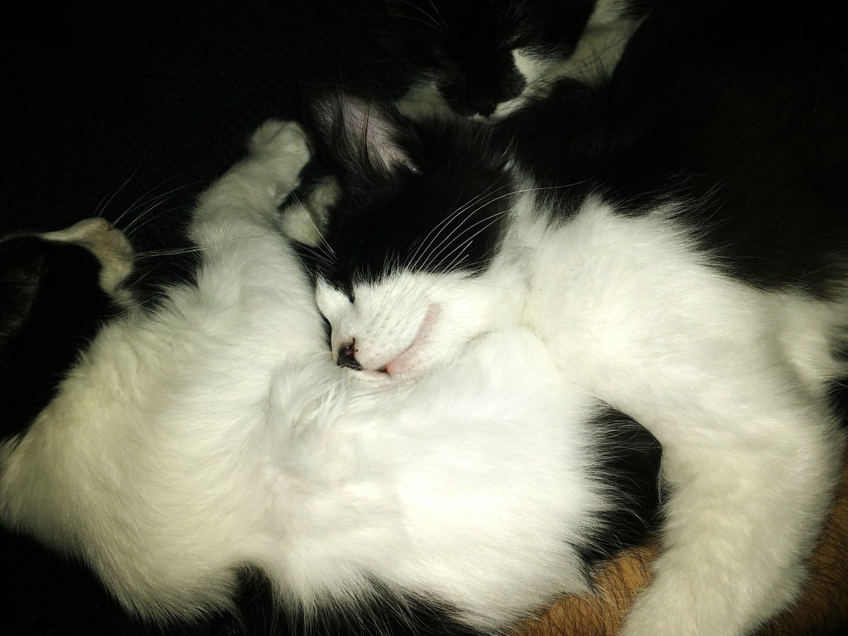 chicapurpura2's tweet photo. #nonea #Gatito #sueño #Mascotas #bebes #patitas #peluditas #miercoles #encasa https://t.co/GKIJNaYMNF
