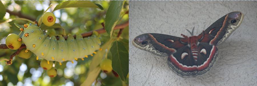 TopekaZoo's tweet photo. Remember this caterpillar from last year? Look who emerged! #massivemoth https://t.co/Vln86kuIMO