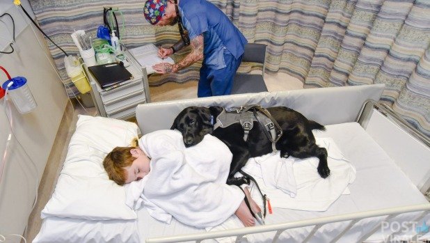 Ovunque lui vada, il suo cane non lo abbandona - attaccomirato.com/curiosita/ovun…