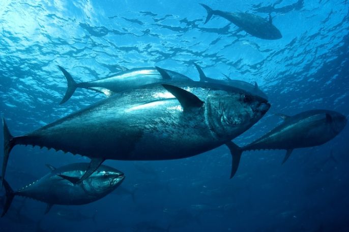 seashepherd's tweet image. #NEWS Bluefin tuna taken off Gordon Ramsay menu after outcry from #SeaShepherd&apos;s Gary Stokes tinyurl.com/jm32786