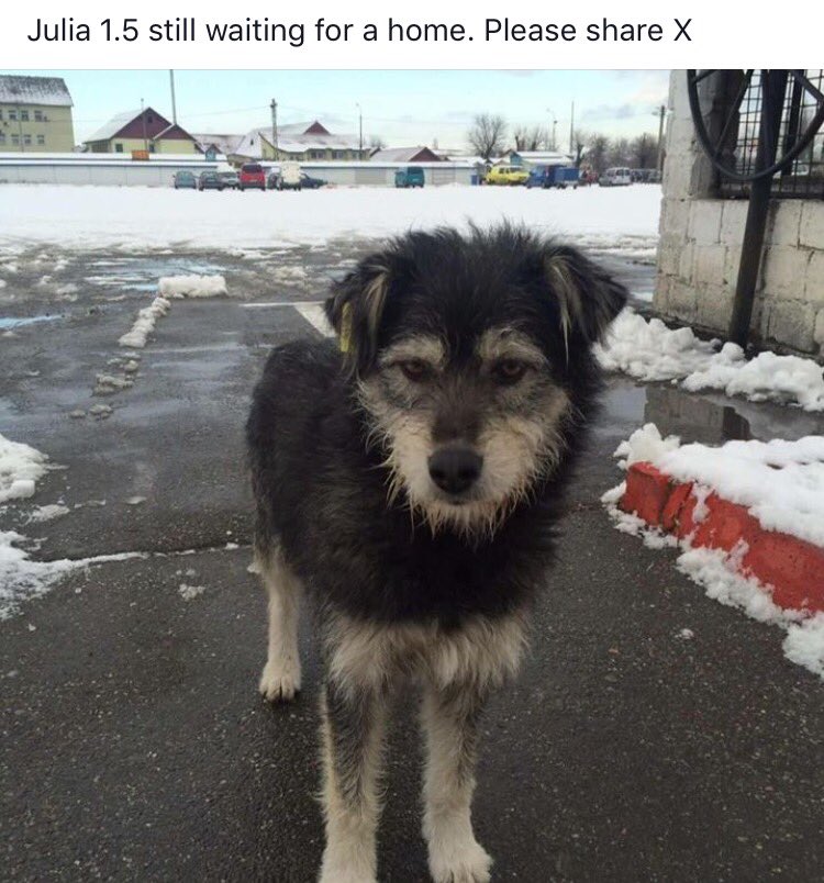 HopeforPerreraDogs tweet media