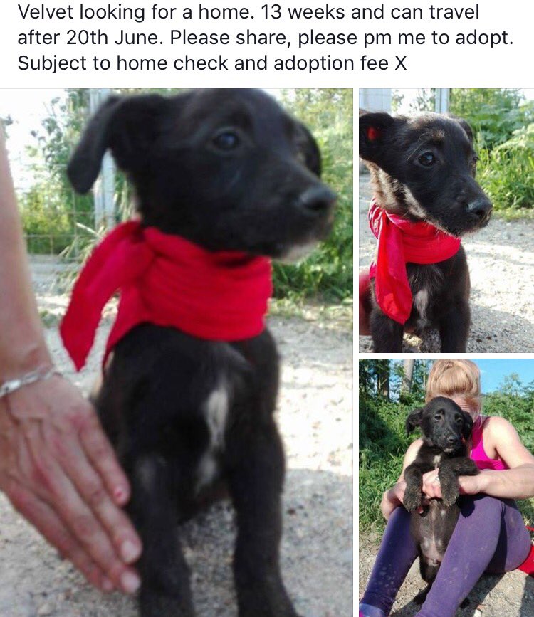 HopeforPerreraDogs tweet media