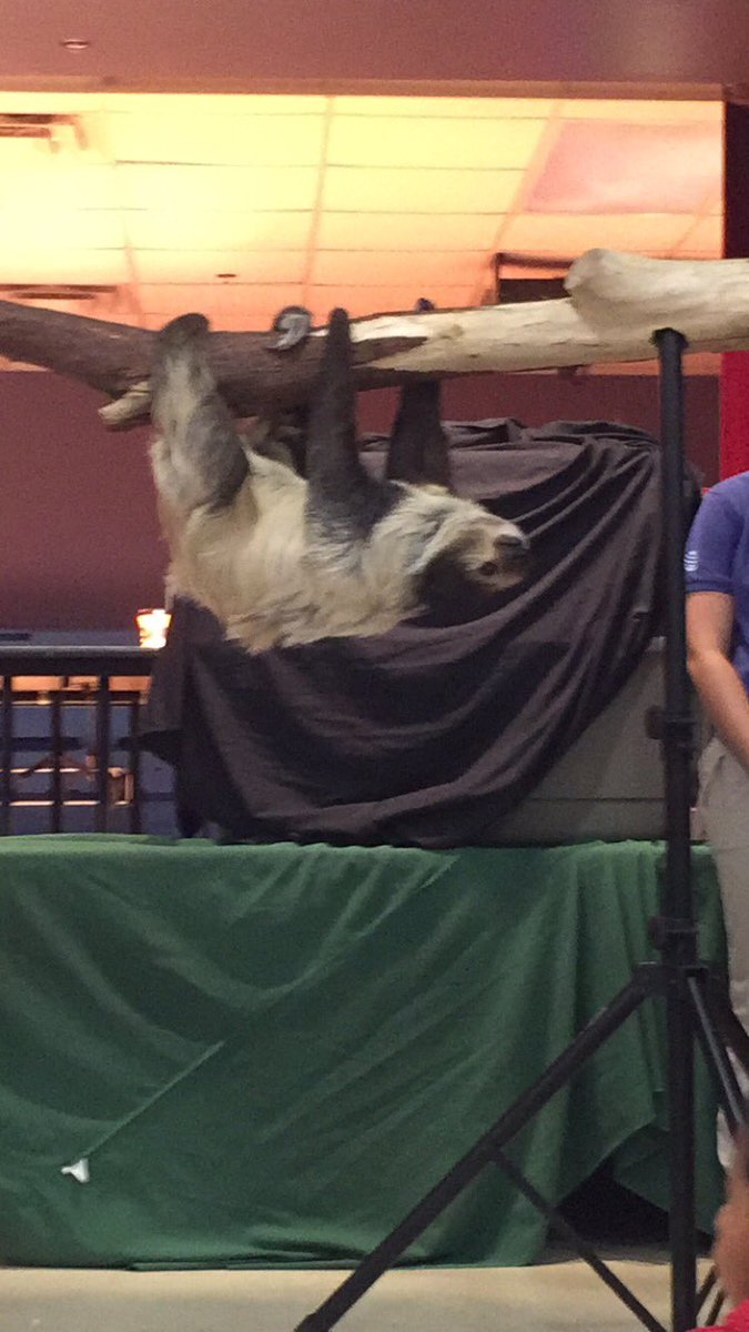 ms_shiflett's tweet photo. It's not everyday that a sloth comes to hangout at school! Thanks @DallasZoo https://t.co/YR7RoIg1YI