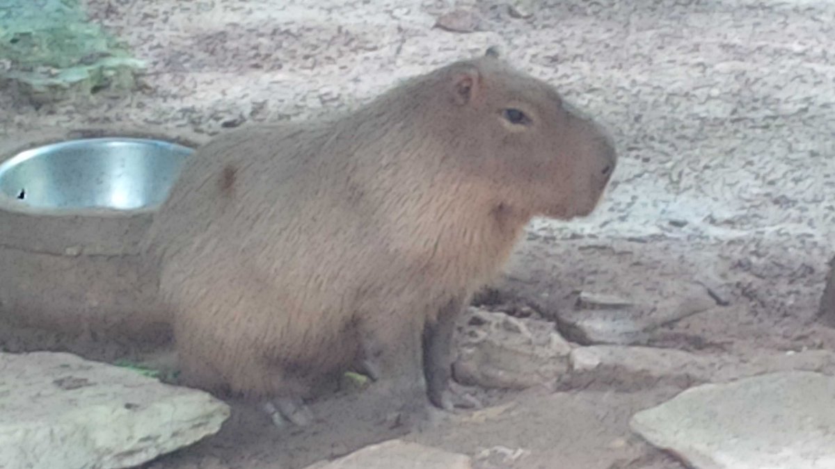 AnthonyCMalecki's tweet photo. I found the #capybara and gave him water and love. Don't know how he made it to the #Bahamas though. #Toronto https://t.co/IytObr9HHK