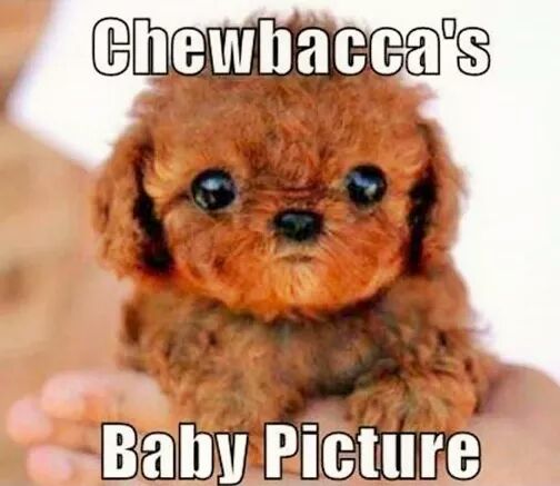 ClassicStarWars's tweet image. #StarWars #Chewbacca's baby picture
