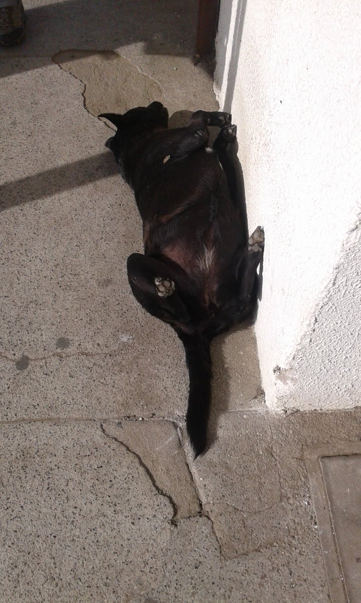 CEMPJmcUsm's tweet photo. Patán y una perrita de afuera, aprovechando el sol de invierno!!! https://t.co/9LEsM7DW5a