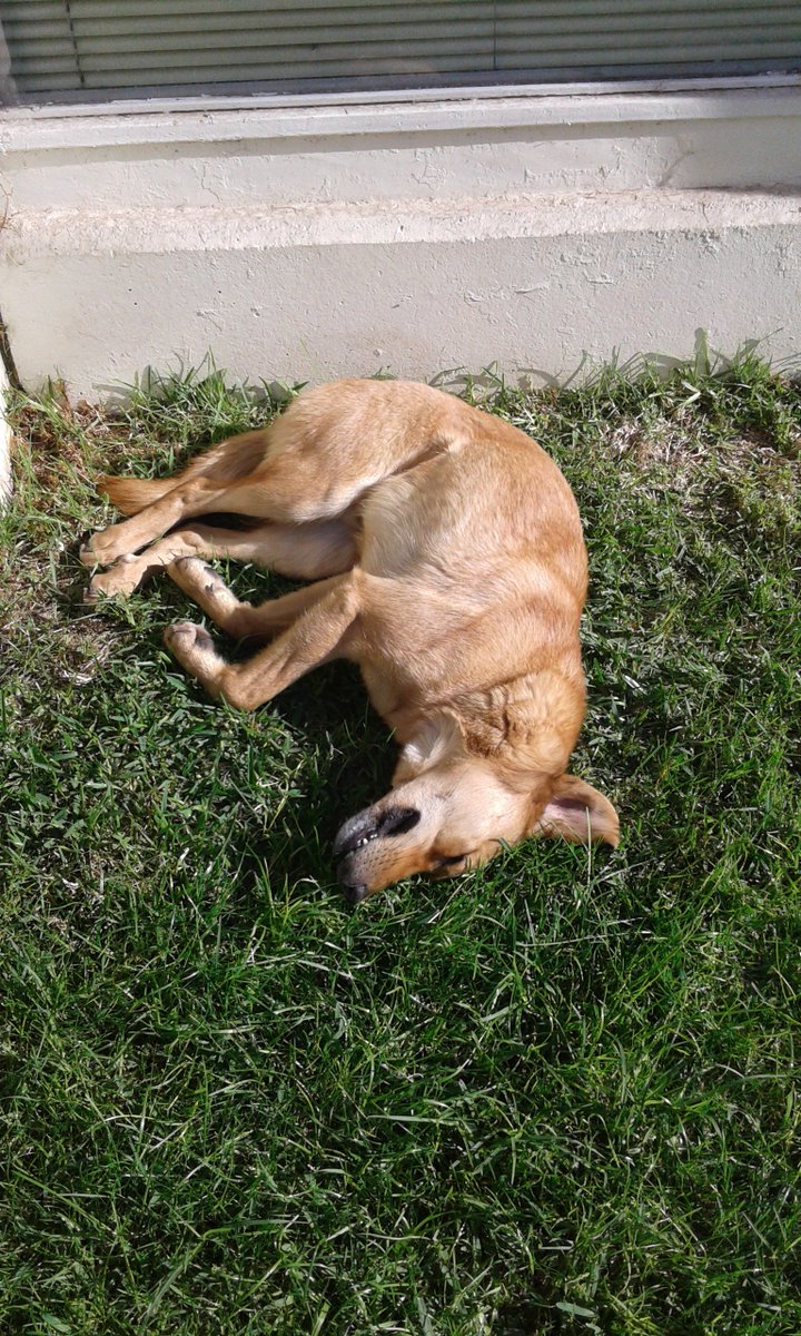 CEMPJmcUsm's tweet photo. Patán y una perrita de afuera, aprovechando el sol de invierno!!! https://t.co/9LEsM7DW5a