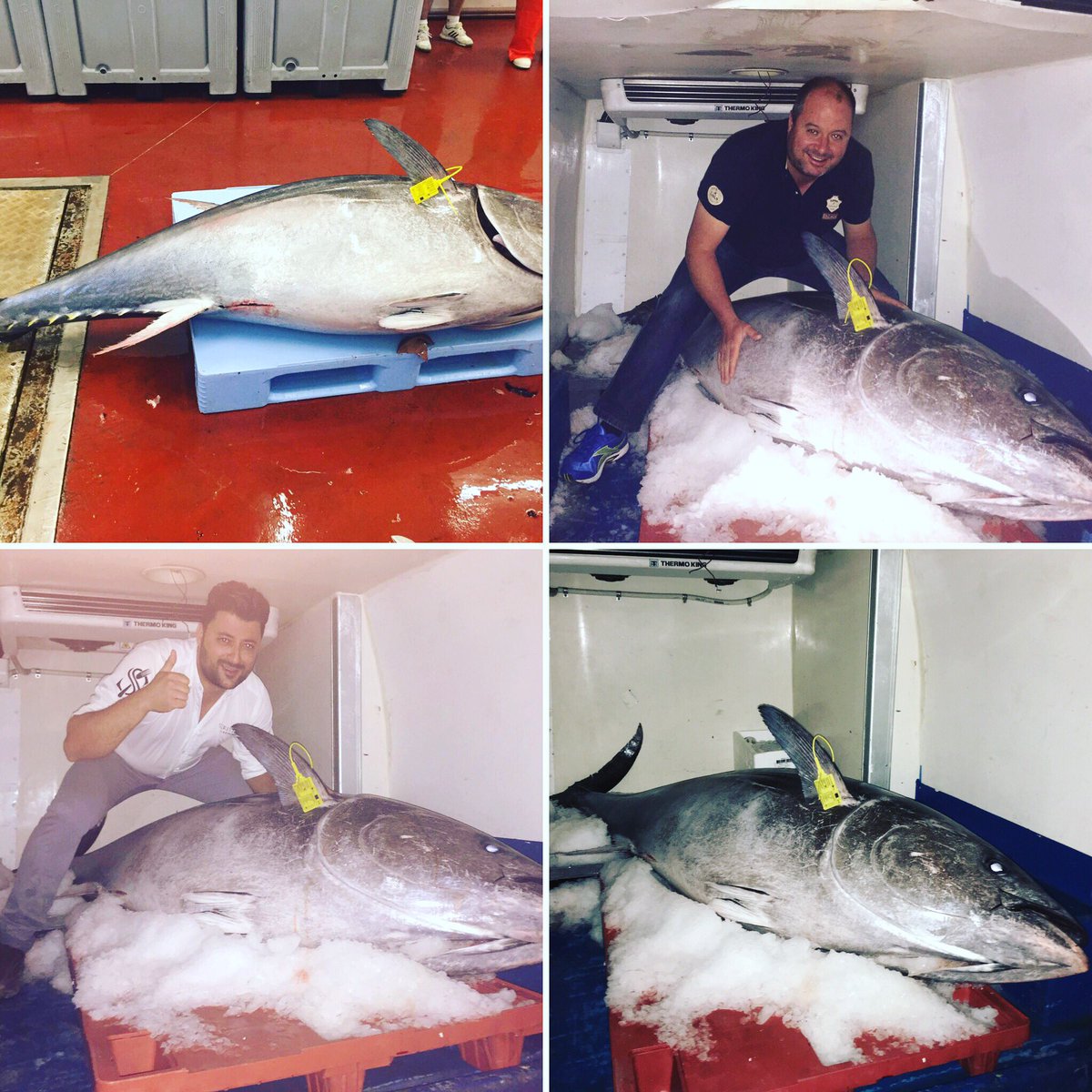 Acabamos de llegar barbate espectacular 198kg casi na mañana os espero!!!!!!!!
