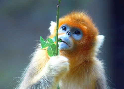 animalslist tweet picture