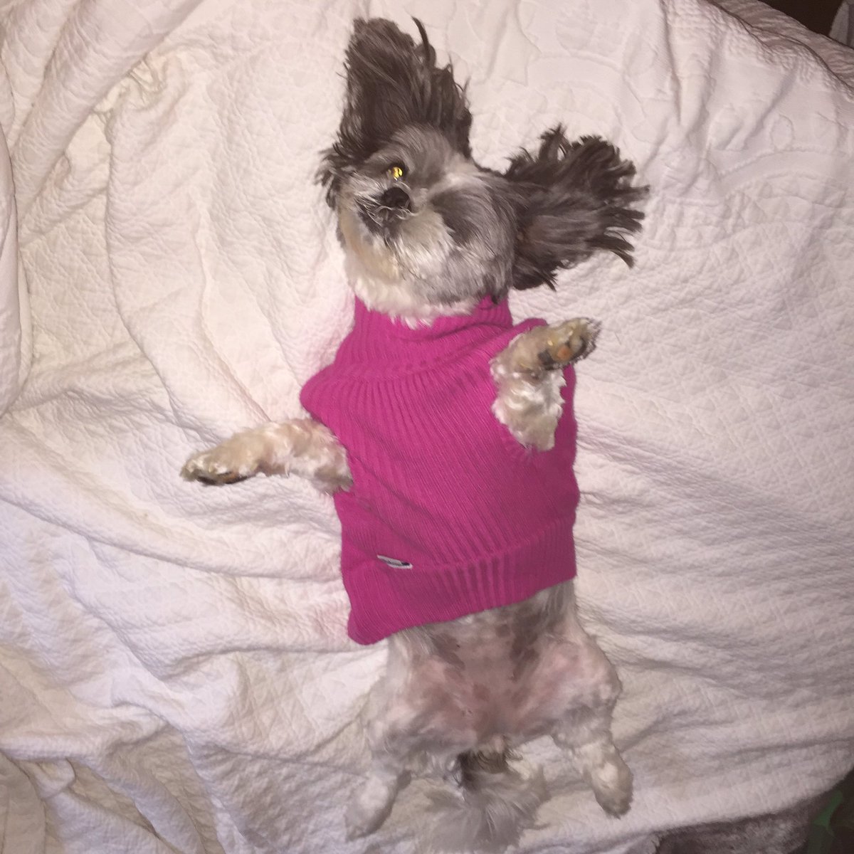 Oreo_CookieCake's tweet photo. Who does it better? #Adopted #ShihTzu #ItsADogsLife https://t.co/p0xRdKRPOk