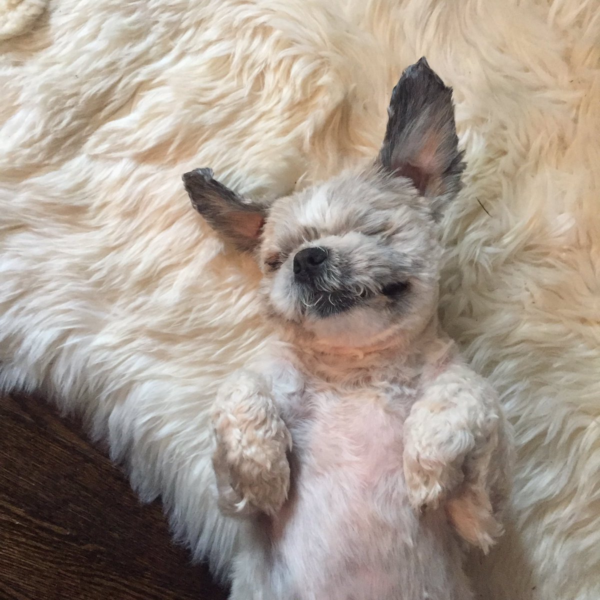 Oreo_CookieCake's tweet photo. Who does it better? #Adopted #ShihTzu #ItsADogsLife https://t.co/p0xRdKRPOk