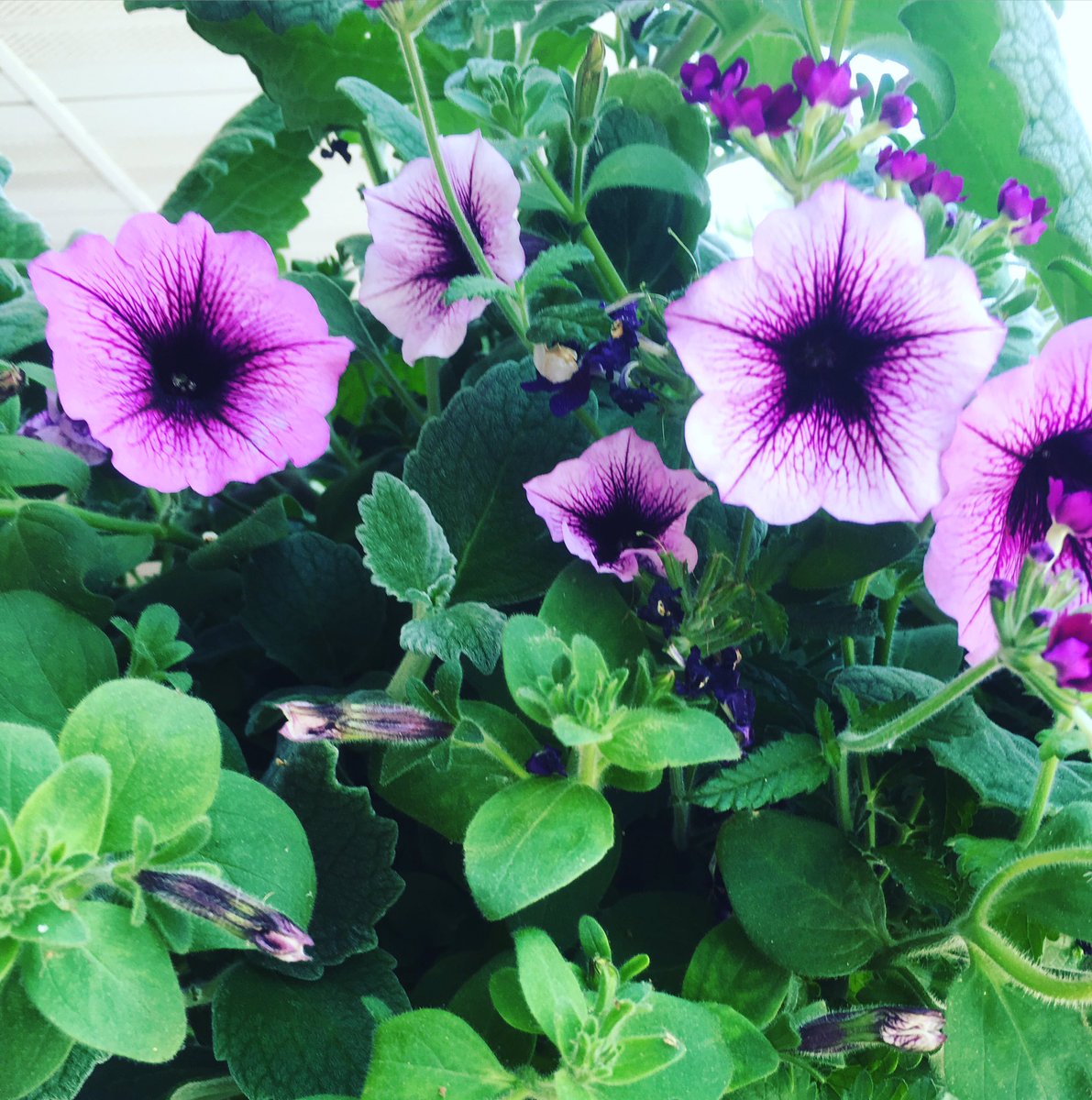 #ecr2016season #simplethings #flowers
