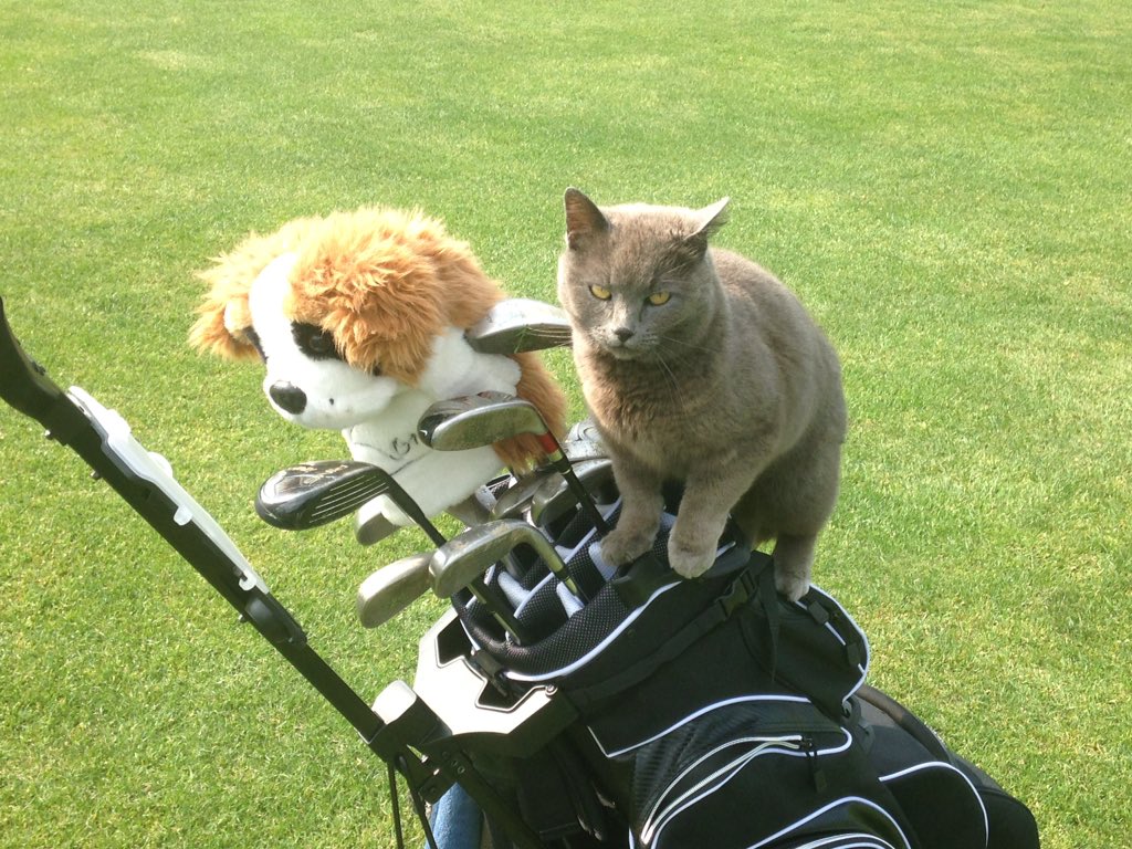 Pete_Way's tweet photo. New addition to the squad on the golf course today #2KTiger https://t.co/H8vzBgLCIk