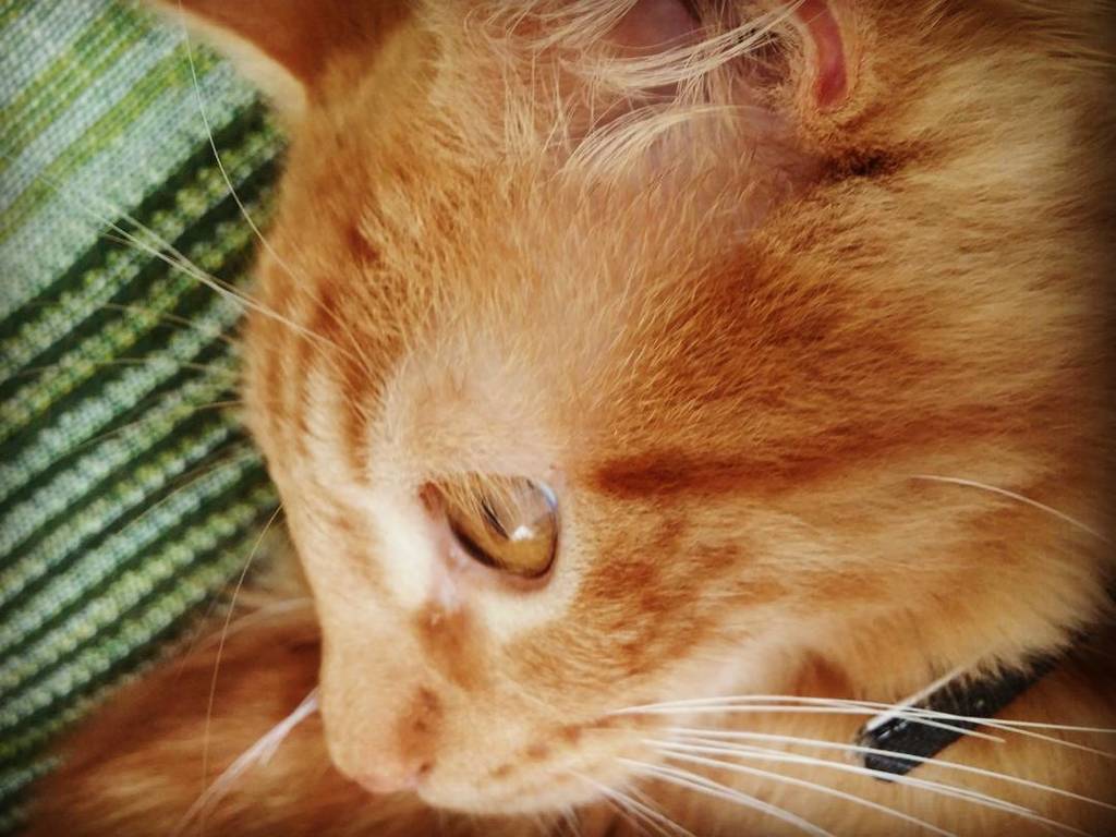 CladiaCardena's tweet photo. #itssofluffyimgonnadie #gato #naranja #whisky #peludo #suave #posando #collarazul #bonito #casanikyyluu #miércoles … https://t.co/AUSwN30HSS