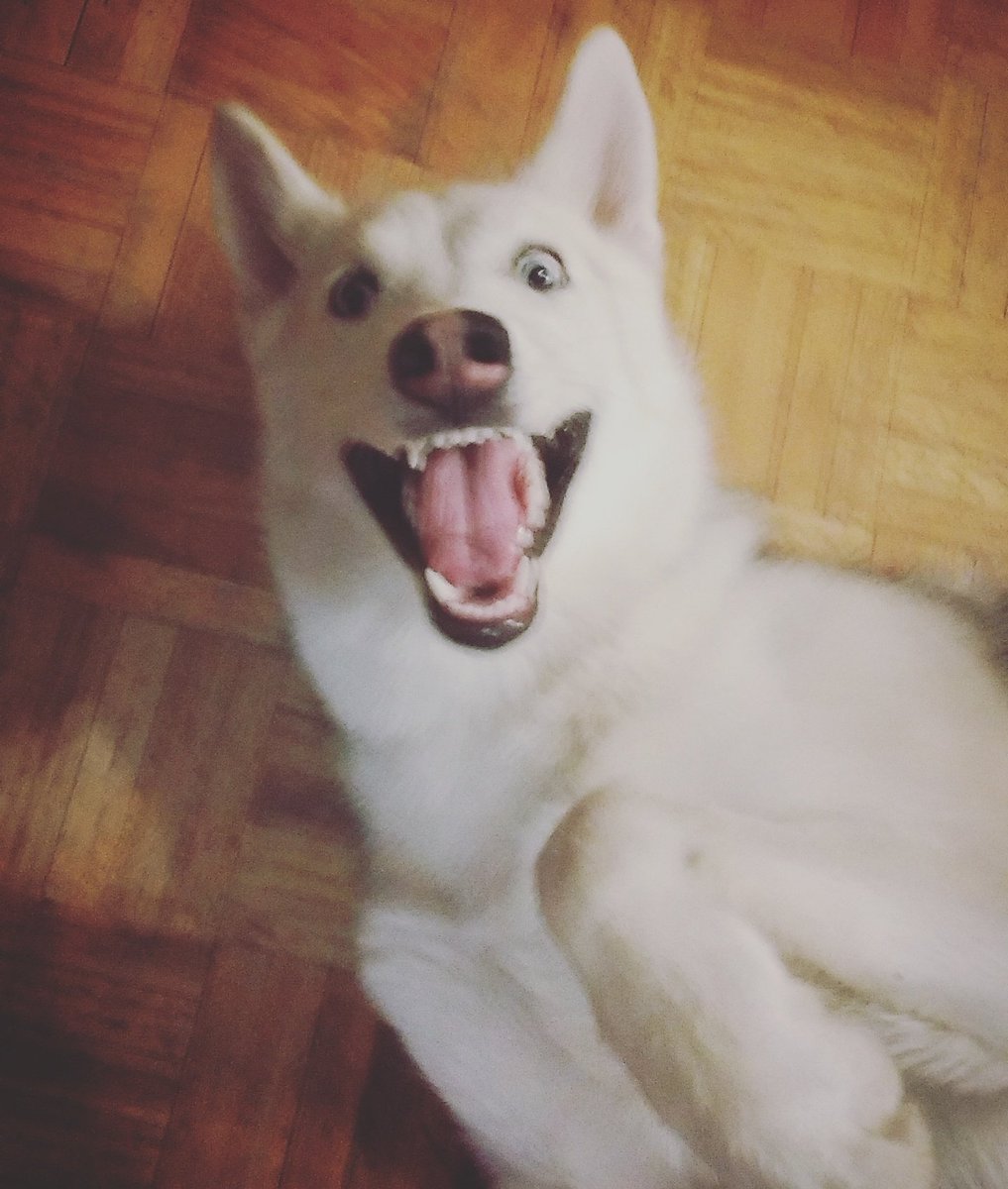 #mascotaBulevar Shyra está contenta de poder participar en el sorteo!!!!! XD