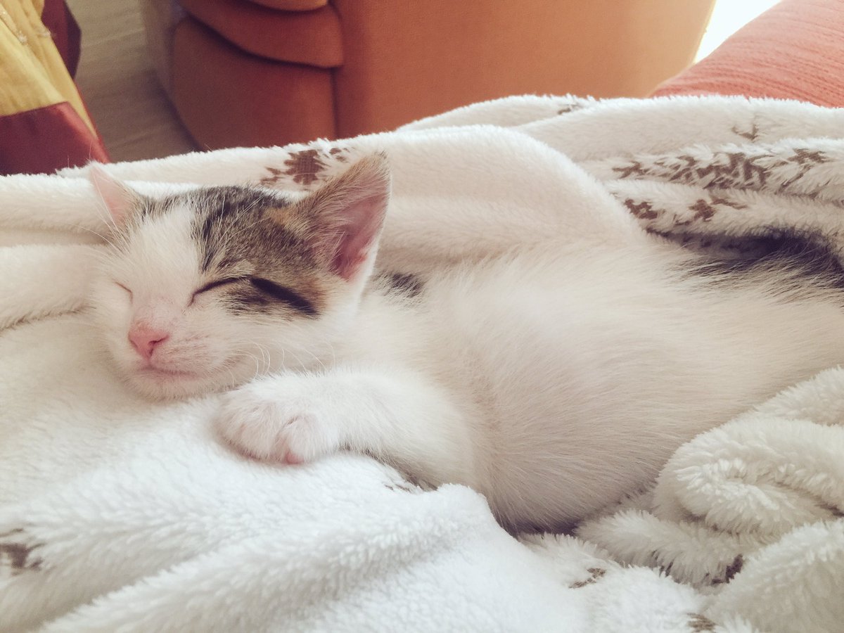 IsaCerdan's tweet photo. Bonitas noches gatunas..🐱🌙💛 https://t.co/kP46hsIHsE