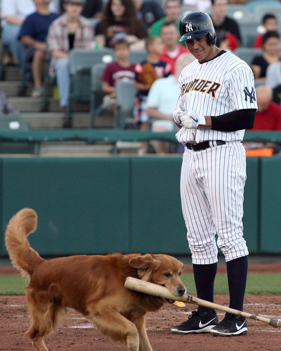 AROD's tweet photo. Hey, can I have my bat back? #SoMuchForTheBatBoy #BatDog #trentonthunder https://t.co/GgBq5mlINF
