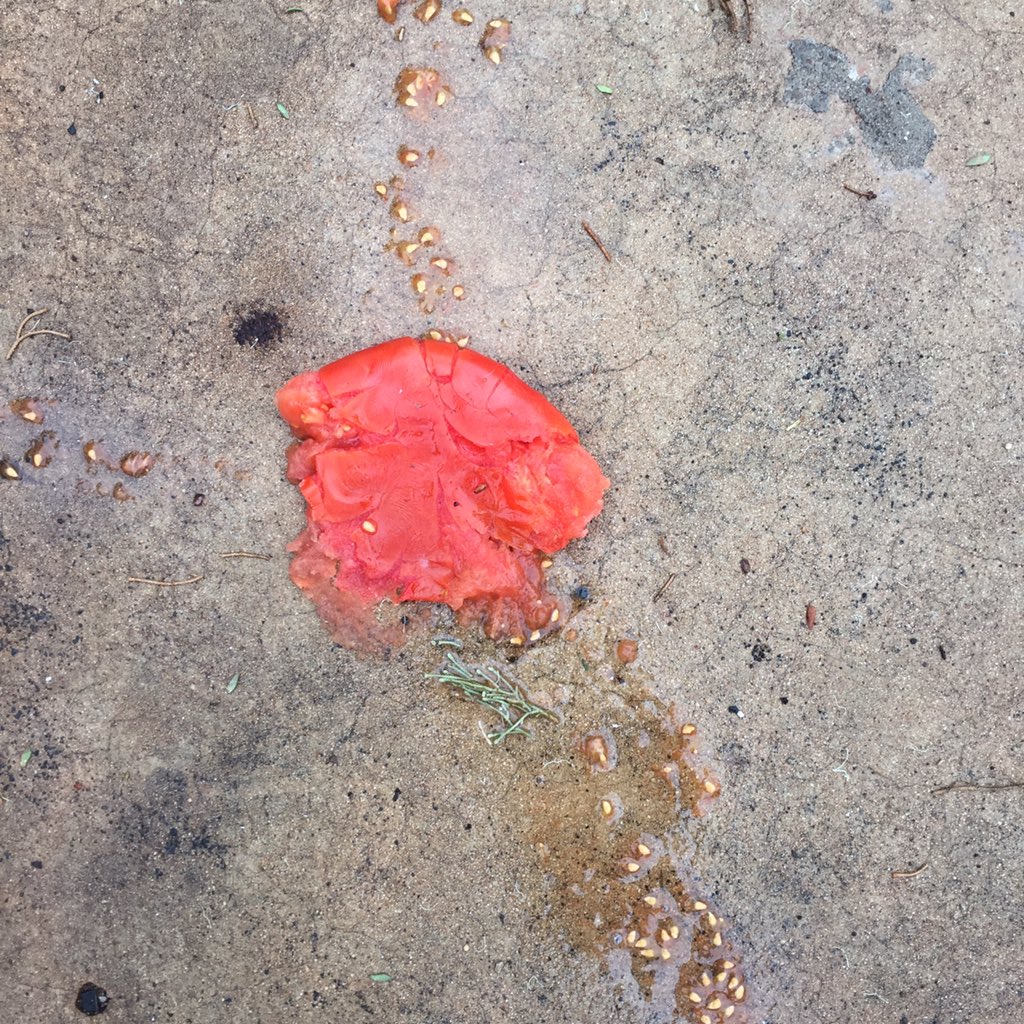 nocsg's tweet image. Has #BarnabyJoyce called in to drop off #howtovote cards? #NewEngland #inbredtomato #LiverpoolPlains