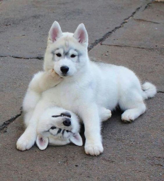Husky pups in a wrestling match. 😍