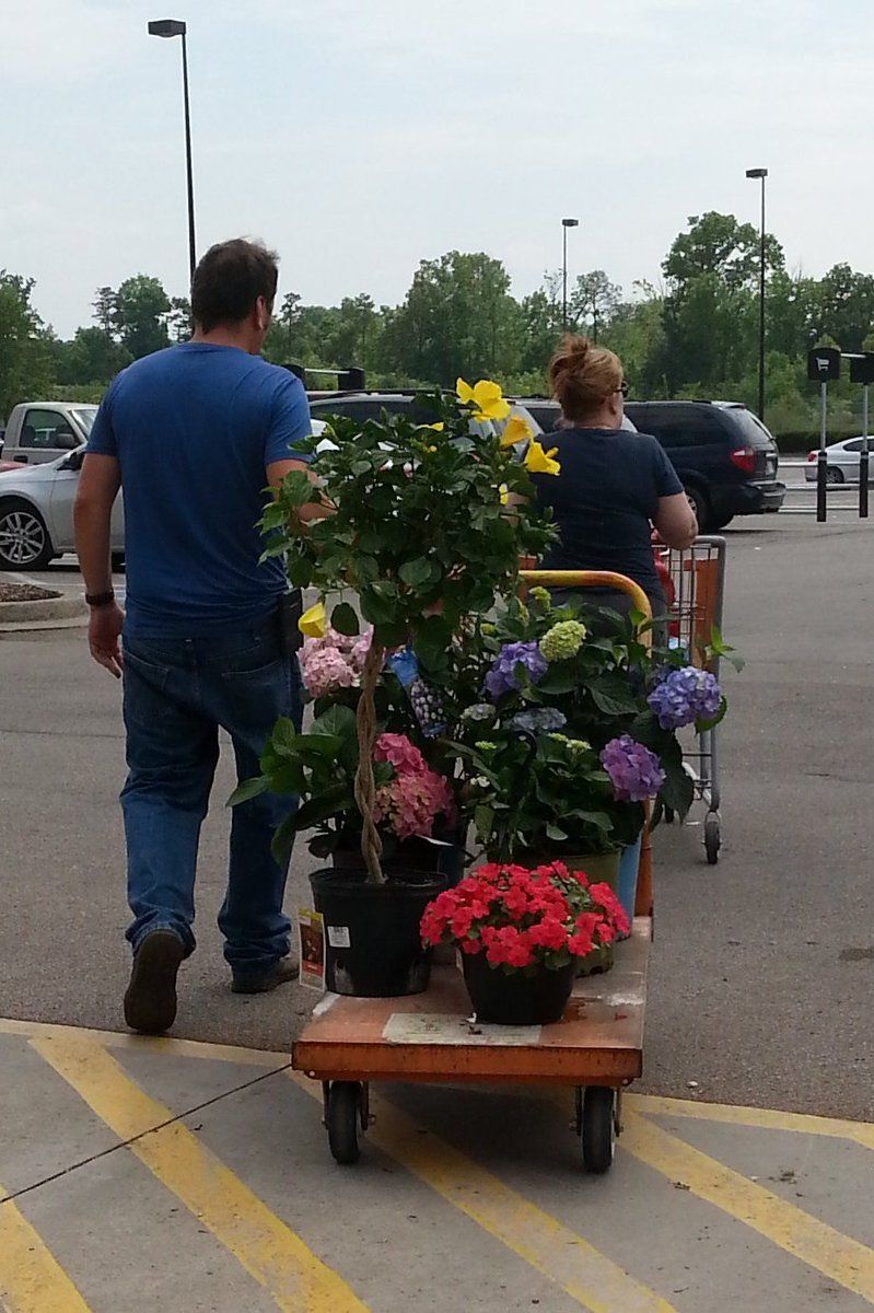 7Karthur's tweet photo. Hydrangeas, Hibiscus, Impatiens, oh my! They're off to see a new home! HD736 @Jaydeckard @NealMattison @MichaelGPena https://t.co/o1OKRYDUfT