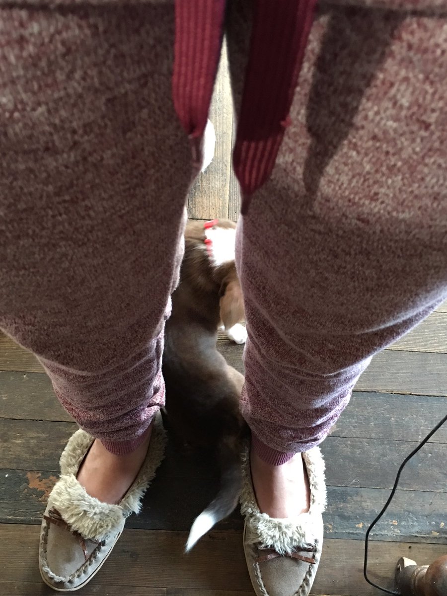 TonyStarkTheChi's tweet photo. When mom is getting ready in the morning ... #TonyStarkTheChihuahua https://t.co/Oj41qCB0Px