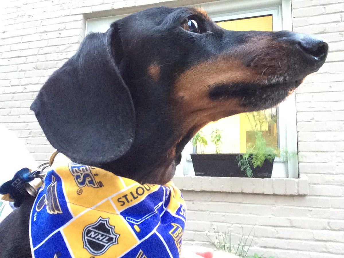 Hurlingboy's tweet photo. #LetsGoBlues #STLBlues Game 6 ready!   Emma wants to taste Shark tonight. https://t.co/kajrKcAsBn