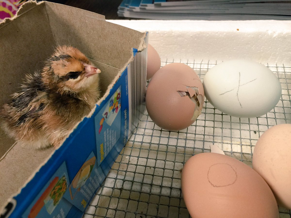 BigWalnut_BWE's tweet photo. Baby chicks in Kindergarten!@Littlebaery #BWERockstars #inspireandguide #inspireandguideatBWE https://t.co/PTtPIm0TDn