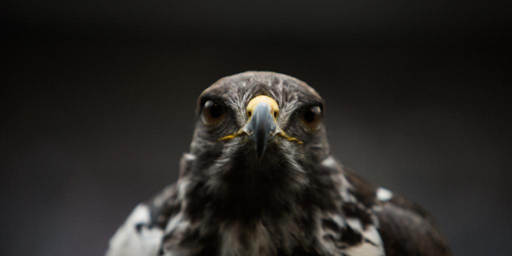 Seahawks's tweet image. #ICYMI: @NFL birds were all up in our mentions today. Here's why: [shwks.com/gv5w]

#FlyGate