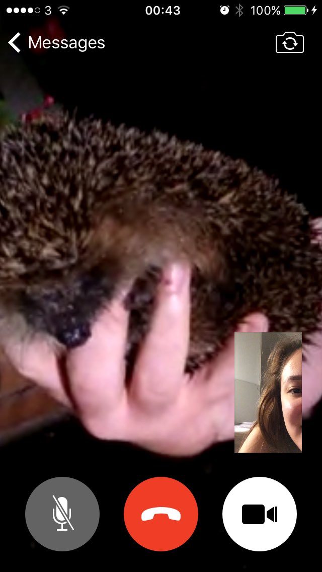 My sister just rang to show me a hedgehog she found on the drive. At 00:40. AM. I THOUGHT SOMETHING BAD HAPPENED