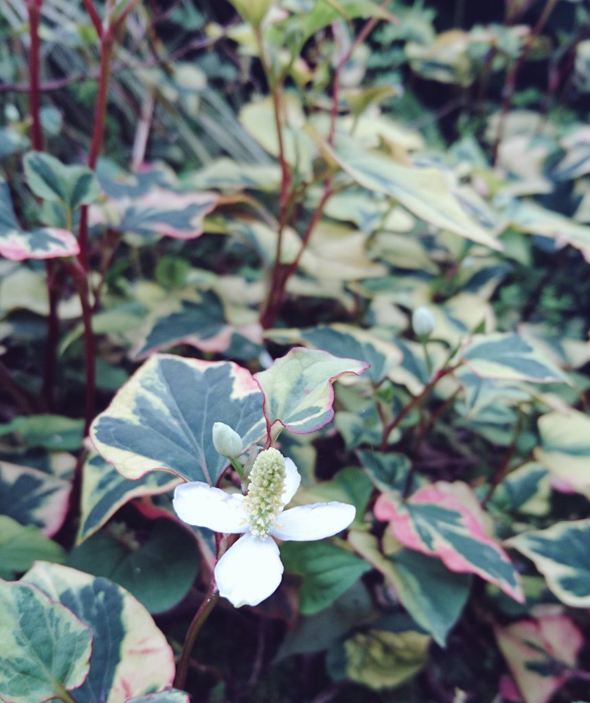 ゆぅみ 斑入りドクダミが旺盛に成長中 グリーンが多いガーデンの足元を明るくしてくれる ドクダミ 斑入りドクダミ T Co Rwak0c1hyv Twitter