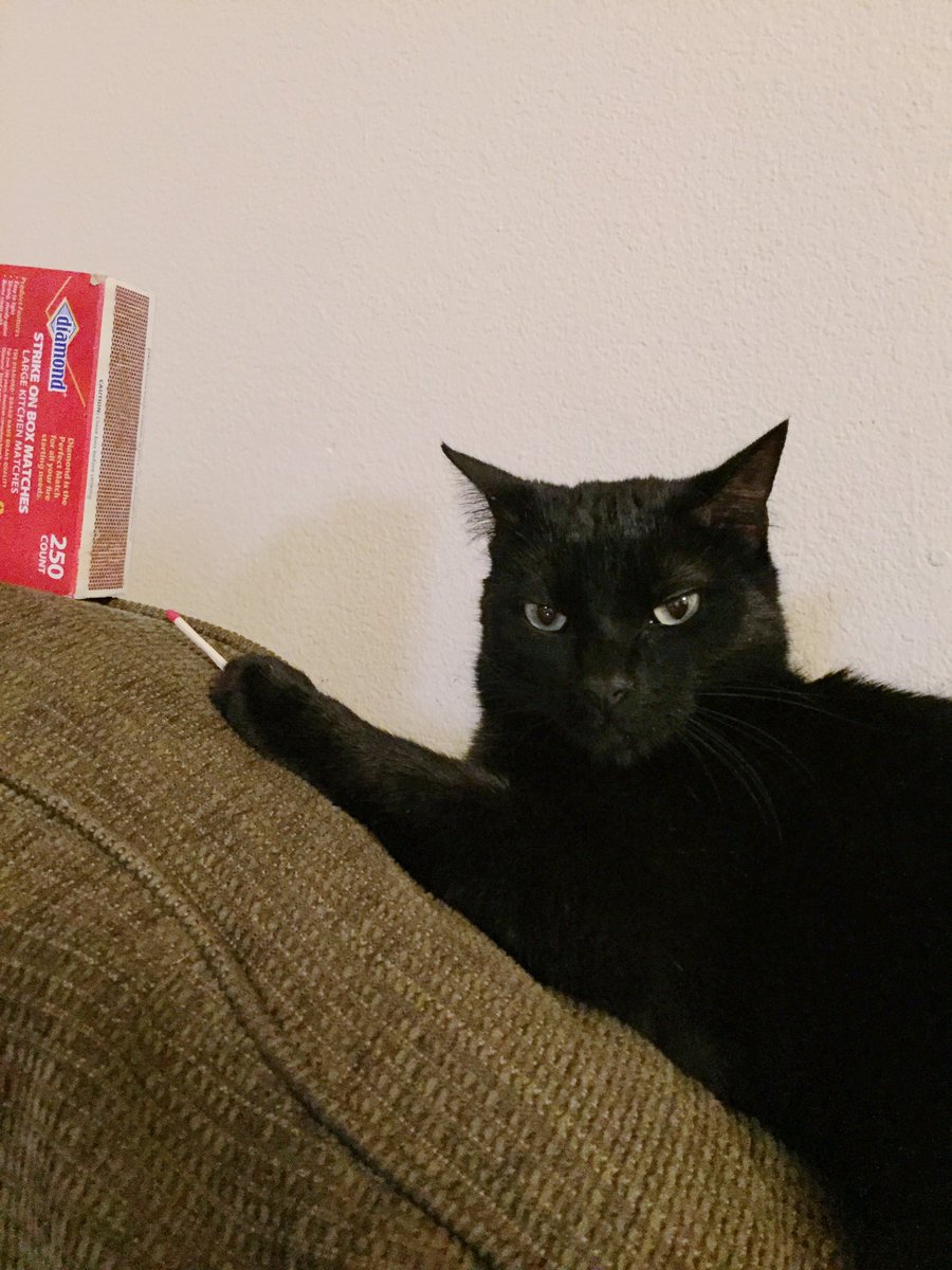 mshannn's tweet photo. My boyfriends cat is really pissed off rn https://t.co/XABPbc9Gs0
