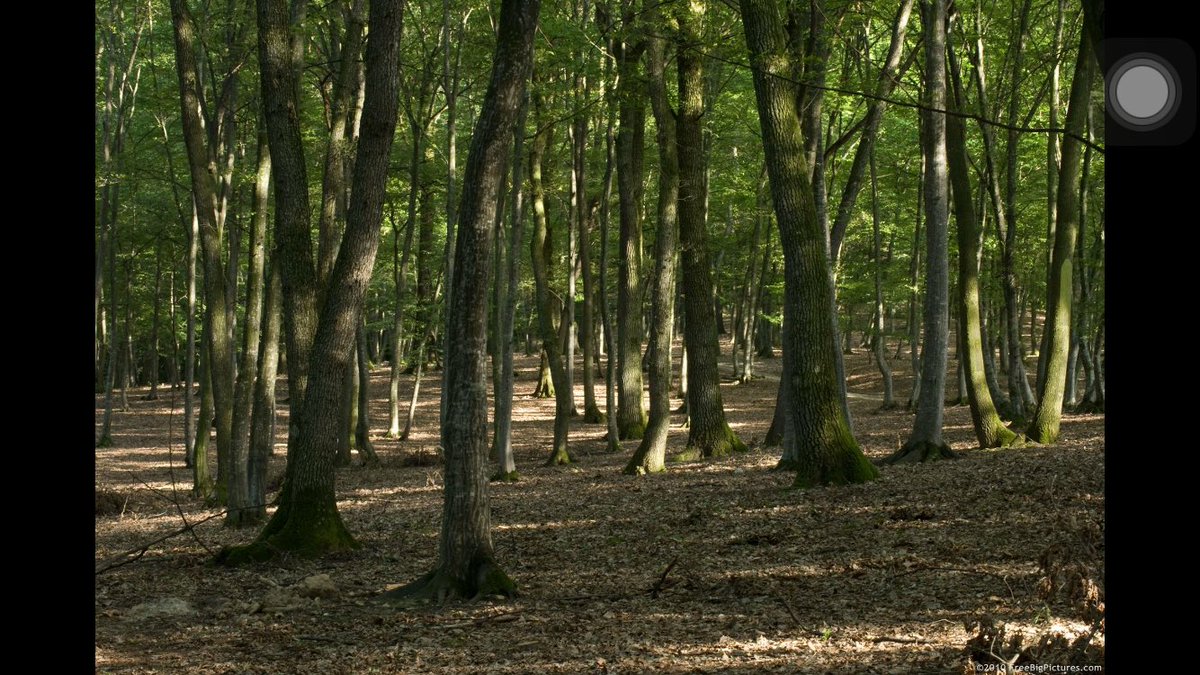 go2thebumblebee's tweet image. Just Made this on Photoshop With 2Images Trees and Everyone I Have Shown Hasn't Got It. If You Get It Don't Comment