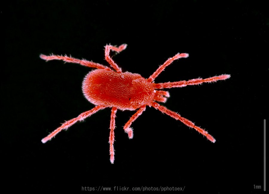 タカラダニの駆除と対策 小さくて赤いクモに似た虫の正体はダニってマジ 効果あり ダニ捕りロボの口コミと評判を徹底検証 中身を覗いたら驚愕した