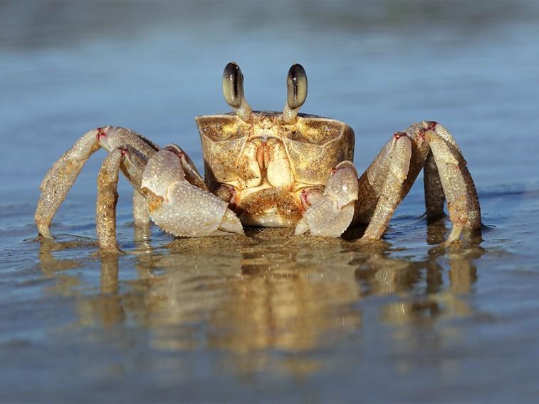 NatGeoAnimals's tweet photo. A ghost crab can move at a speed of 10 mph -- that's like a human running 5x the speed of sound! #AnimalFightNight https://t.co/DJrSGGGbwc