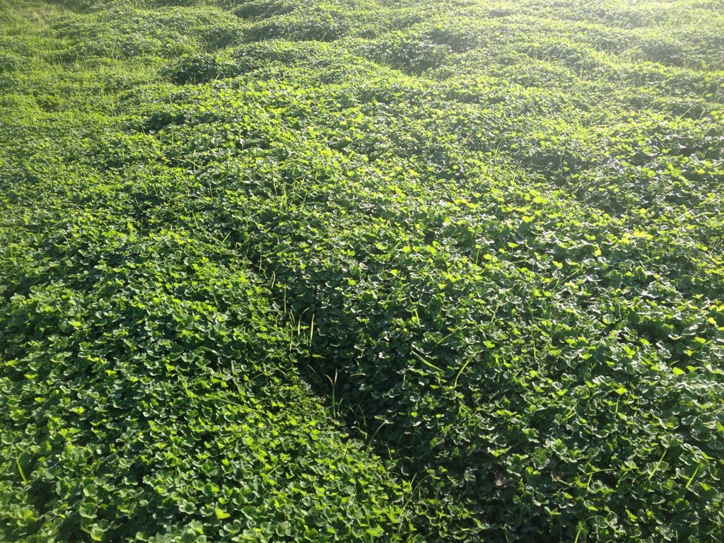 Get your redmite control right and clover becomes a weed. 9ha of this.