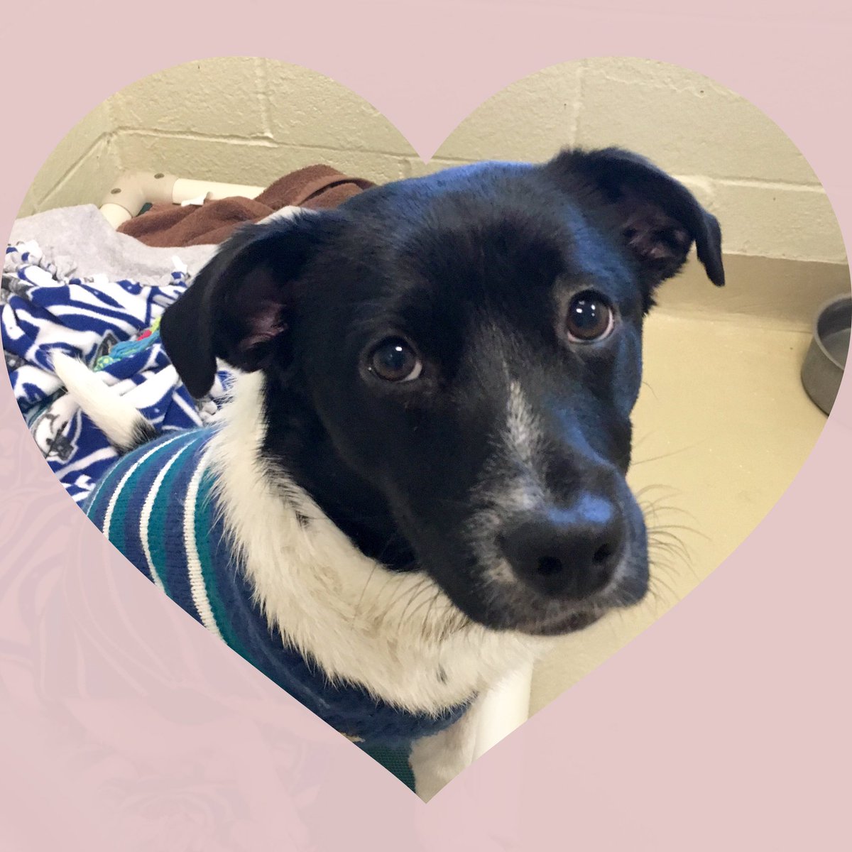 IndyHumane's tweet photo. Mallory got her cone off today!! She's only one of our pups benefiting from the donations. We appreciate any help! https://t.co/zrLXQn9ww4