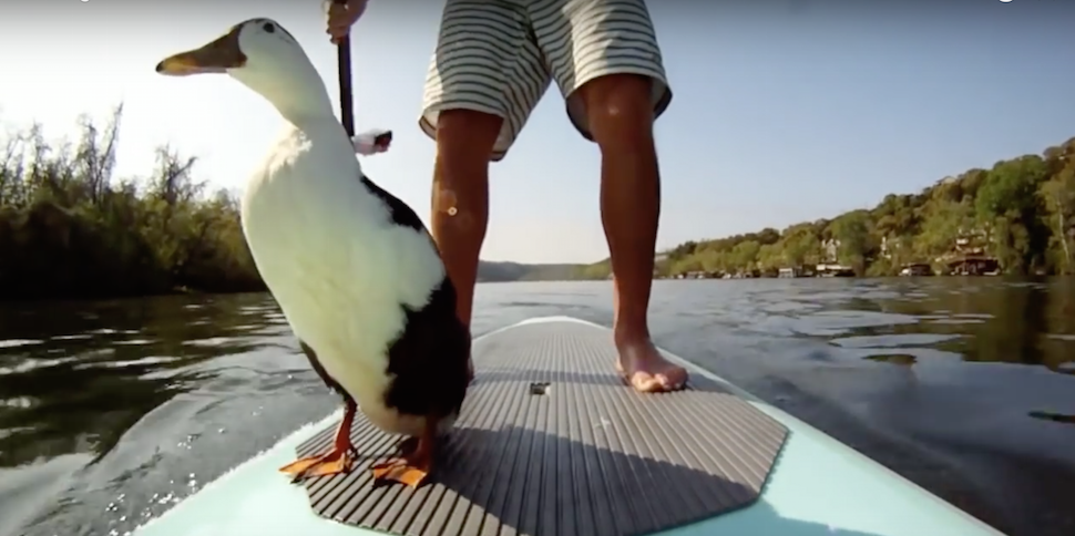 In other news...ducks have learned to SUP: bit.ly/1TASUAw