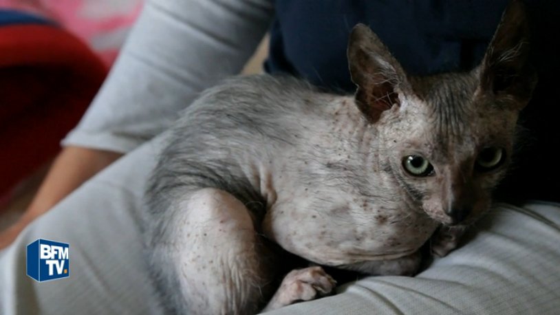 Bfmtv Video Afrique Du Sud Un Chat Garou Tres Rare Trouve Dans Un Parc T Co Kj9sw8xbjz