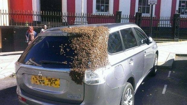A3Noticias's tweet photo. 20.000 abejas siguen a un coche porque su reina se ha quedado atrapada en el maletero https://t.co/APdLX5dNPp https://t.co/SOPHVM60ik