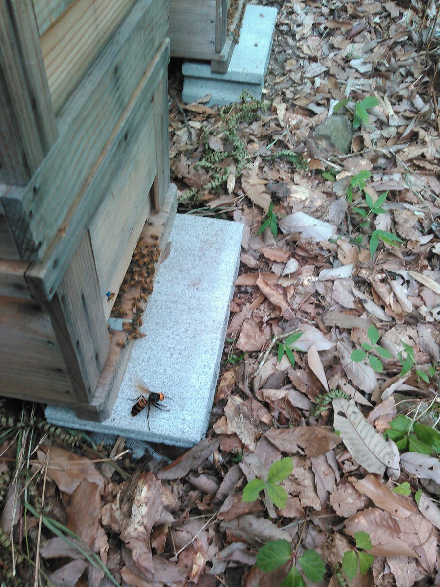 千松信也 בטוויטר 西洋ミツバチ巣箱に オオスズメバチの女王襲来 でかい