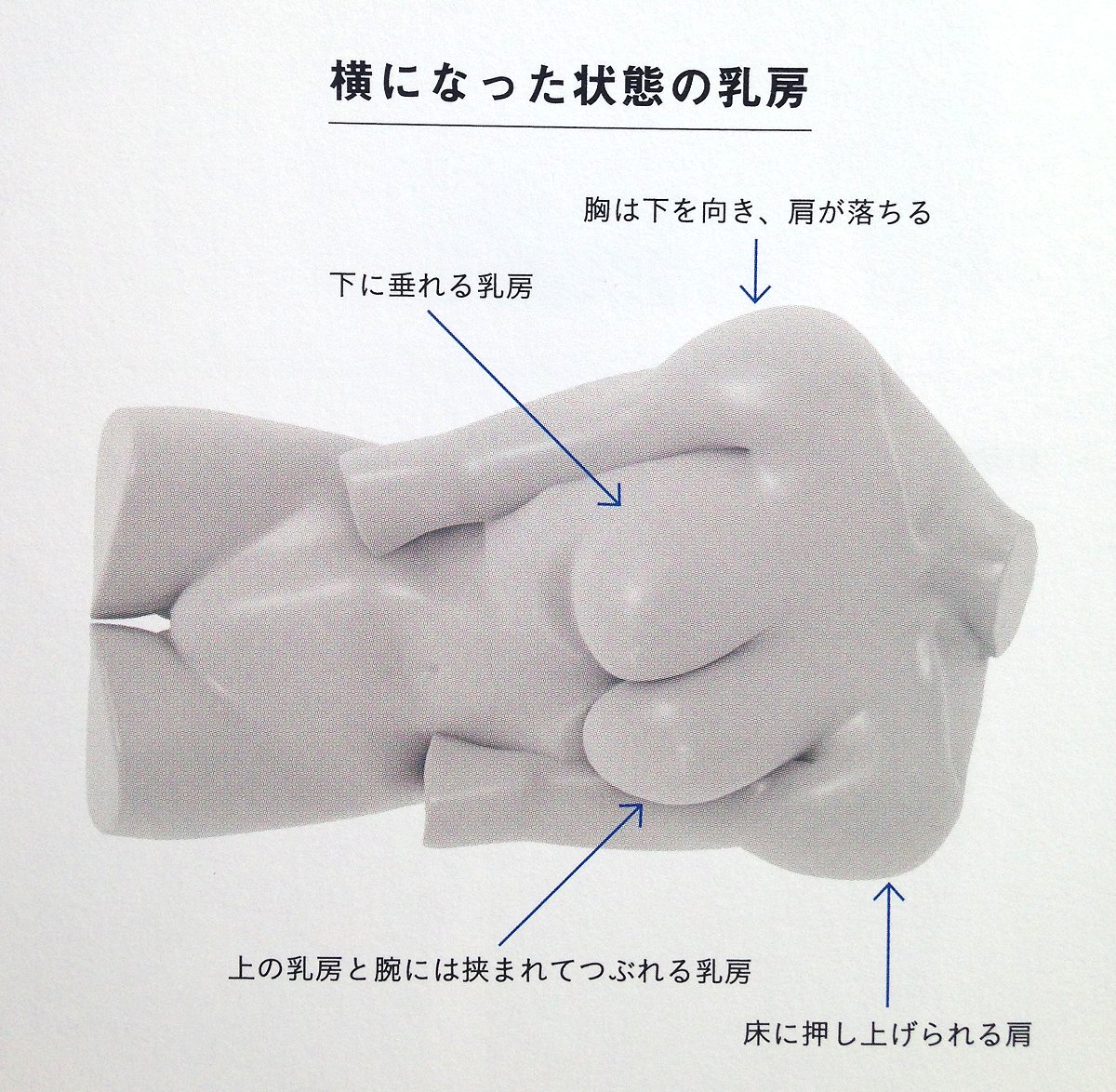 イラストレーター cgデザイナーの 人体を描く時 の参考書がとても良い本だと話題に 色んなおっぱいの形状に すごい の声続出 Togetter イラストレーター cgデザイナーの 人体を描く時 の参考書がとても良い本だと話題に 色んなおっぱいの形状に すごい の声続出 Togetter
