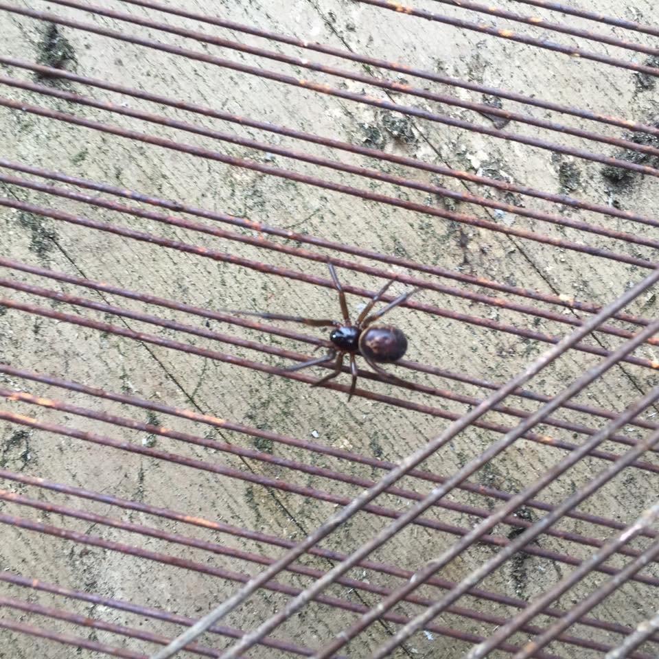 #Maman #LouiseBourgeois #LuminaryFilm The spider has finished weaving its web. It's a wrap!!!