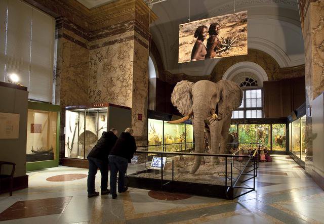 africamuseumbe's tweet photo. .@Technopolis_Be Tell us, how's our elephant doing there...? Give him our love...almost home big guy! #renovation https://t.co/ZYZc3Bwd5W