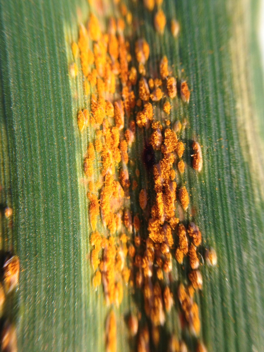 Leaf rust on oats west of Narrogin