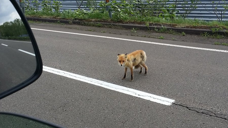 自然界の生き物に食べ物をあげないで 食べ物をもらったこのキツネは Buzzmag