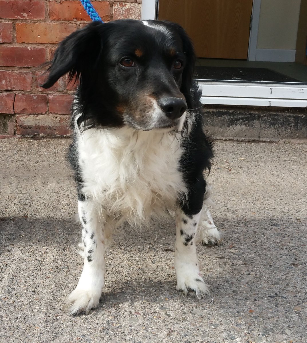 Go_CheshireWest's tweet photo. Found in Ellesmere Port: Collie. Can you help reunite this dog with his owner? https://t.co/NKAS1JDumO @DogLostUK https://t.co/YYDMV7F6Wc