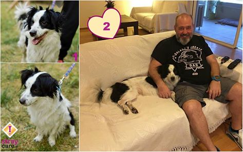 Stray_Care's tweet photo. Κάποια σκυλάκια σαν τον Τόμυ,είναι πολύ τυχερά.Πάνω που χάνουν την ελπίδα τους, χτυπάει το τηλέφωνο! Καλή ζωή!!! https://t.co/nIgJtH2Yb8