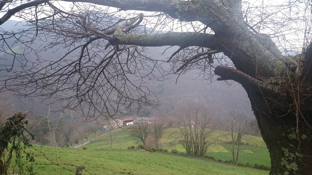 Asturias_cALMA's tweet photo. #caballos #cantaras #praos #Salas #Asturias https://t.co/NV5mcWDf3F
