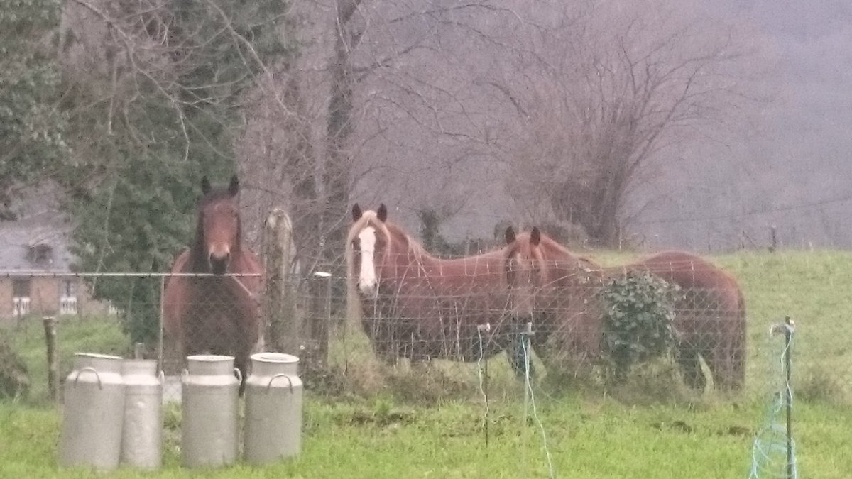 Asturias_cALMA's tweet photo. #caballos #cantaras #praos #Salas #Asturias https://t.co/NV5mcWDf3F