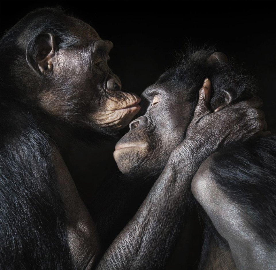 Piclogy's tweet photo. Two Apes Enjoy An Love Moment Together | Photography by ©Tim Flach https://t.co/kuGuHBOJDp